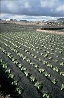 Spanien-Kanarische-Landwirtschaftzarote-Landwirtschaft-199612-255.jpg