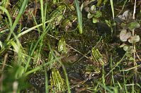 Amphibien-Frosch-20140426-115.jpg