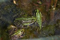 Amphibien-Frosch-20150513-13.jpg