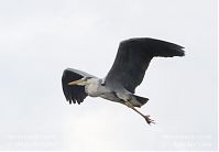 Vogel-Graureiher-fliegend-20120519-508.jpg