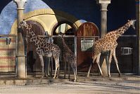 Giraffe-20140313-282.jpg