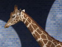 Giraffe-20140313-284.jpg