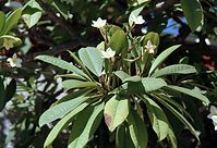 Flora-Baum-Plumeria-200011-80.jpg