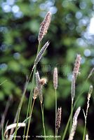 Flora-Gras-199906-32.jpg