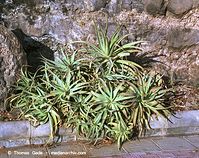 Flora-Aloe-Vera-200111-22.jpg