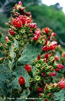 Flora-Kaktus-199703-02.jpg