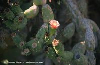 Flora-Kaktus-200011-53.jpg