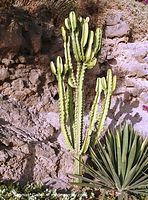 Flora-Kaktus-200111-023.jpg