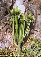 Flora-Kaktus-200111-028.jpg