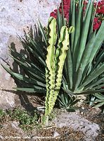 Flora-Kaktus-200111-032.jpg