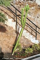 Flora-Kaktus-200111-033.jpg