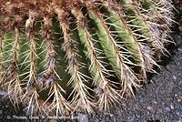 Flora-Kaktus-200111-135.jpg