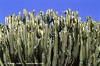 Flora-Kaktus-200111-313.jpg