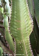 Flora-Kaktus-200111-314.jpg