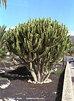 Flora-Kaktus-200111-315.jpg
