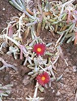 Flora-Lampranthus-spectabilis-200111-002.jpg