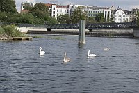 31. 8. 2011. Berlin. Tegel. Tegeler Hafen. Fauna. Tiere. Vogel. Vögel.  Schwäne mit Jungen. Küken. Schwan