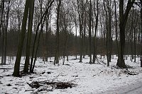16. 2. 2006. Brandenburg, Wald bei Wandlitz