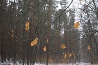 17. 2. 2006. Brandenburg, Wald bei Wandlitz. Winter. Beginn des Tauwetters nach langem Frost.