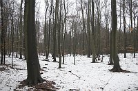 17. 2. 2006. Brandenburg, Wald bei Wandlitz. Winter. Beginn des Tauwetters nach langem Frost.