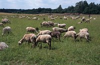 Juni 2003. Mecklenburg-Vorpommern. Feldberger Seen - Gebiet. Bei Carwitz. Schafe auf einer Weide. Hullerbusch. Viehzucht. Schafzucht.
