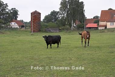 6. 8. 2008. Mecklenburg-Vorpommern. Feldberger Seenlandschaft. Neuhof. Pferd. Stier. Weide. Silo.