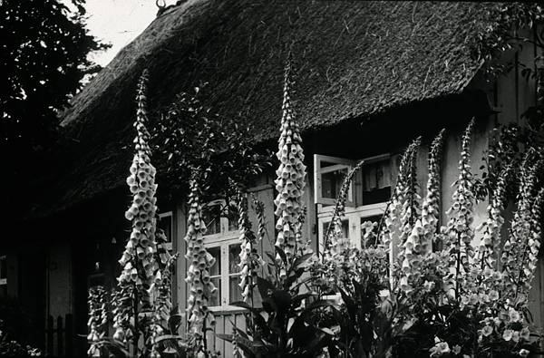 1940. Mecklenburg-Vorpommern. Darß. Ostsee. Reetdachgedecktes Haus.