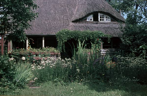 1940. Mecklenburg-Vorpommern. Darß. Ostsee. Reetdachgedecktes Haus.