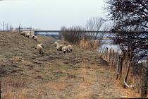 Dezember 1993. Deutschland. Niedersachsen. Schafherde auf einem Deich entlang der Oste.