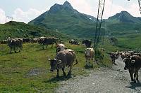 1986. Österreich. Tirol. Zillertaler Alpen. Tuxer Alpen. Rinder. Kühe. Kuhherde. Vieh auf der Alm. Viehzucht  Berge -  Austria. Alps. Mountains