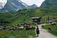 1986. Österreich. Tirol. Zillertaler Alpen. Tuxer Alpen. Rinder. Kühe. Kuhherde. Vieh auf der Alm. Viehzucht  Berge -  Austria. Alps. Mountains