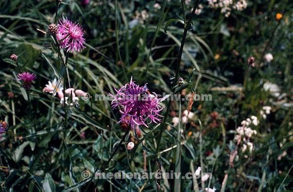 1982. Flora. Pflanzen. Blüten