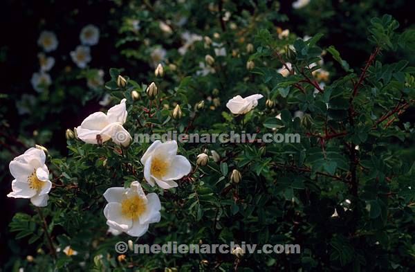 1984. Flora. Pflanzen. Blüten.