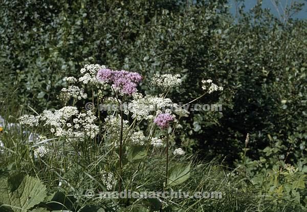 1991. Flora. Pflanzen.