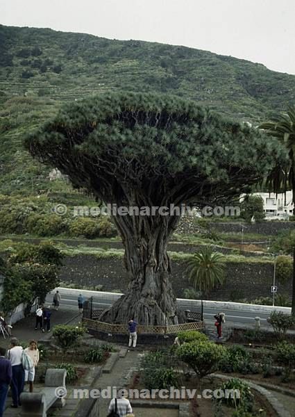 1991. Spanien. Kanarische Inseln. Teneriffa. Flora. Pflanzen. Espana. Islas Canarias. Plantas.  Drachenbaum. Baum Bäume