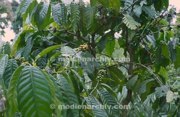 1980. Indonesien. Flora. Pflanzen. Kaffestrauch