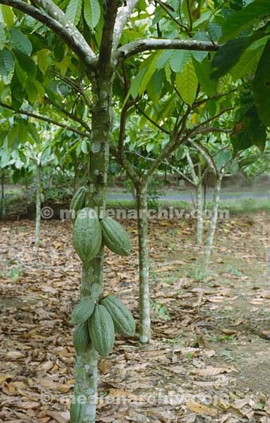1980. Indonesien. Flora. Pflanzen. Kakaopflanze. Baum