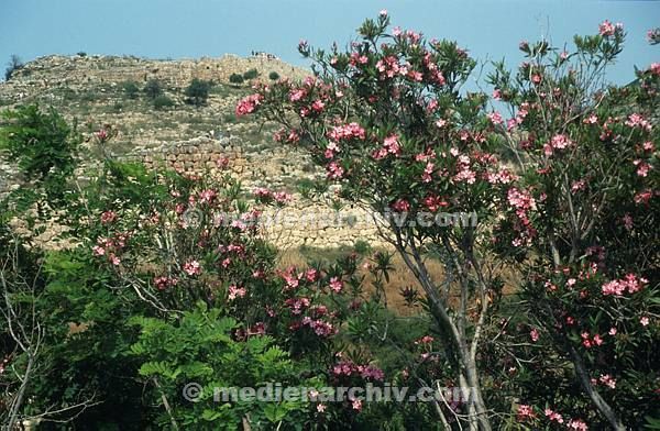 Juni 1991. Griechenland. Flora. Pflanzen. Strauch mit Blüten