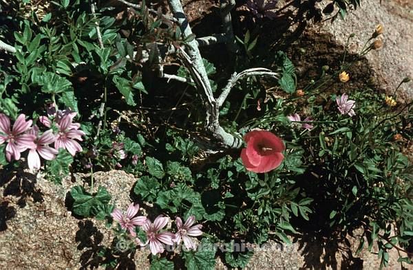 1958. Frankreich. Korsika. Flora. Pflanzen. Blumen am Roch.