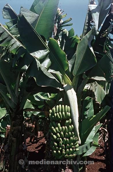 1968. Portugal. Insel Madeira. Flora. Pflanzen. Baum. Bananen