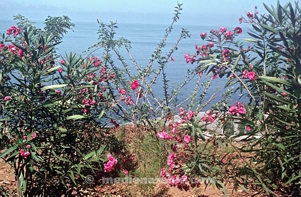 1968. Portugal. Insel Madeira. Flora. Pflanzen. Blüten