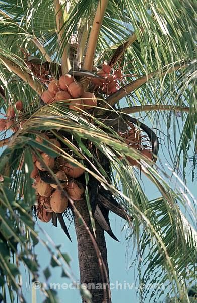 1972. Südsee. Samoa. Kokospalme.