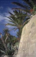 Spanien-Mallorca-Cala-Fornells-2003-207.jpg