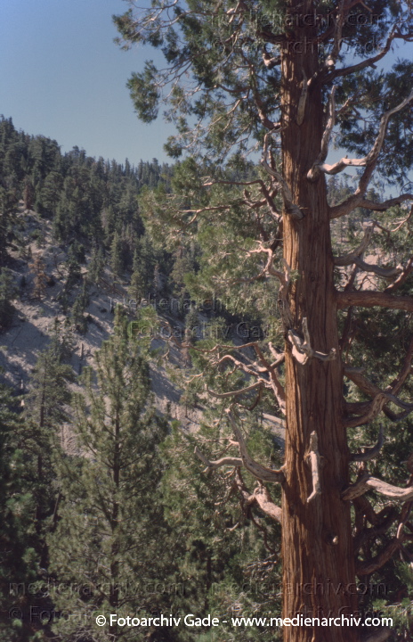 Kalifornien. Landschaft beim Angeles Crest Highway
2004. USA. Kalifornien. Landschaft beim Angeles Crest Highway. California
Schlüsselwörter: 2004;Angeles Crest;California;Kalifornien;Nordamerika;United States of America;USA;Vereinigte Staaten