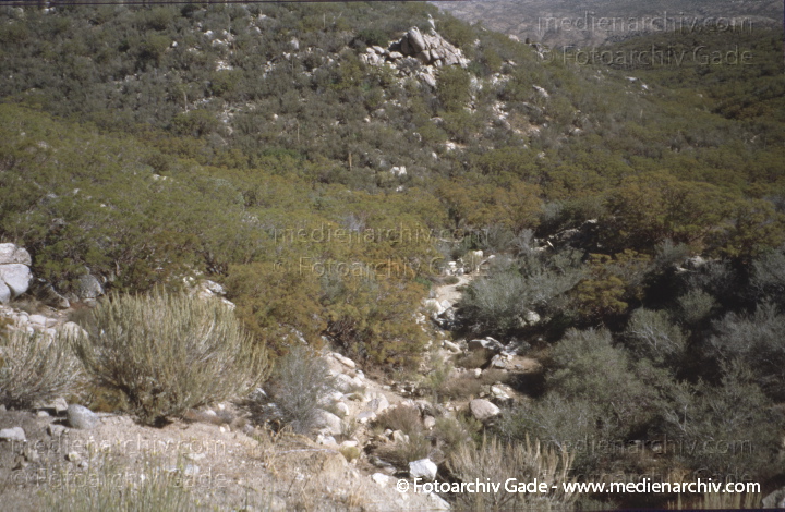 Kalifornien. San Bernadino National Forest
2001. USA. Kalifornien. San Bernadino National Forest. Nationalpark California.
Schlüsselwörter: San Bernadino;National Forest;Nationalpark;2001
