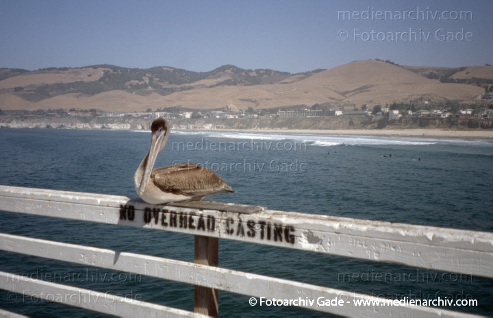 USA. Kalifornien. Arroyo Grande. California
2004. USA. Kalifornien. Arroyo Grande. California. Pelikan
Schlüsselwörter: Arroyo Grande;California;Kalifornien;Nordamerika;Pelikan;United States of America;USA;Vereinigte Staaten