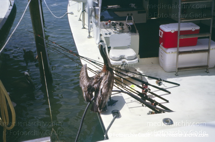USA. Florida. Clearwater
2003. USA. Florida. Clearwater
Schlüsselwörter: Florida;Nordamerika;United States of America;USA;Vereinigte Staaten;2003;Clearwater