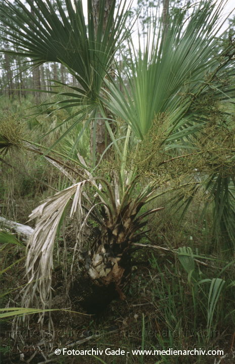 USA. Florida. Everglades
2000. USA. Florida. Everglades Nationalpark. Tropisches Marschland
Schlüsselwörter: Florida;Nordamerika;United States of America;USA;Vereinigte Staaten;2000;Everglades
