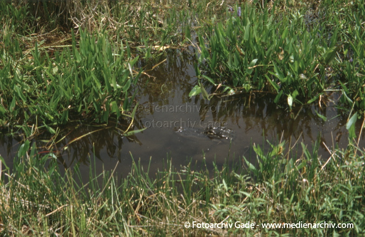 USA. Florida. Everglades
2000. USA. Florida. Everglades Nationalpark. Tropisches Marschland
Schlüsselwörter: Alligator;Reptil