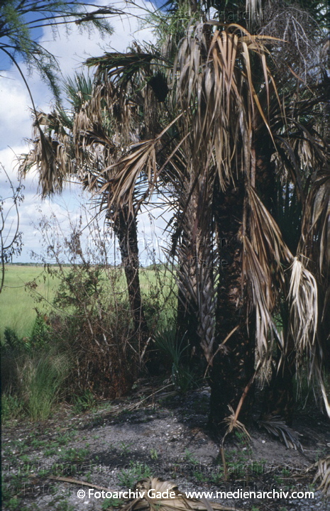 USA. Florida. Everglades
2003. USA. Florida. Everglades Nationalpark. Tropisches Marschland
Schlüsselwörter: Florida;Nordamerika;United States of America;USA;Vereinigte Staaten;2003;Everglades